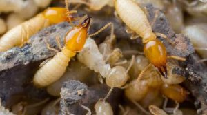 Home Inspection Cleveland Termites